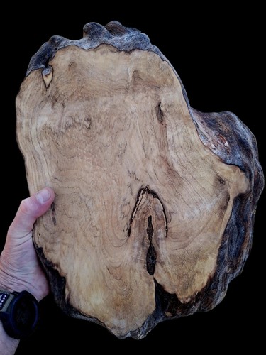 Curly spalted black - curly,